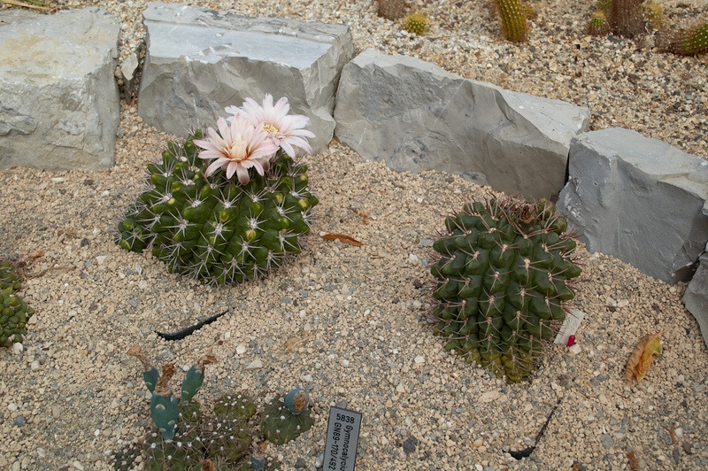 2012 08 07 Linz Botanischer Garten 623