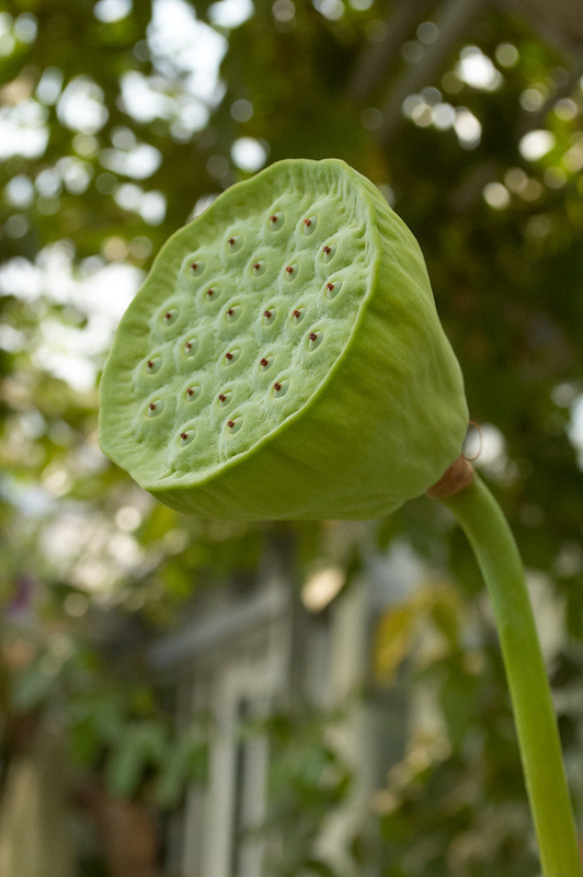 2012 08 07 Linz Botanischer Garten 676