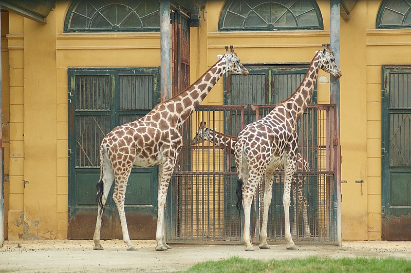 2014 08 01 Wien Tiergarten0058