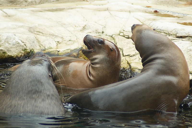2014 08 01 Wien Tiergarten0195