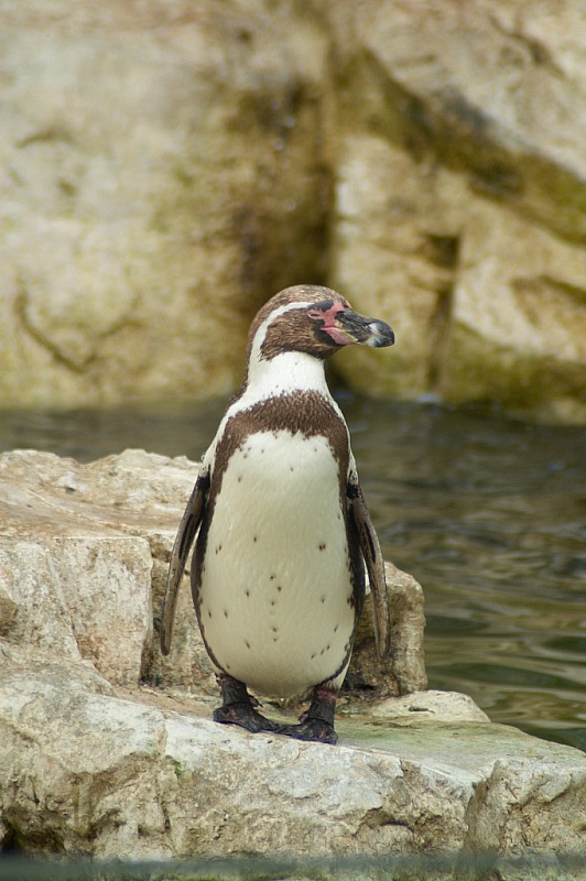 2014 08 01 Wien Tiergarten0245