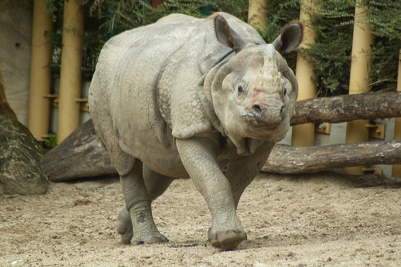 2014 08 01 Wien Tiergarten0439