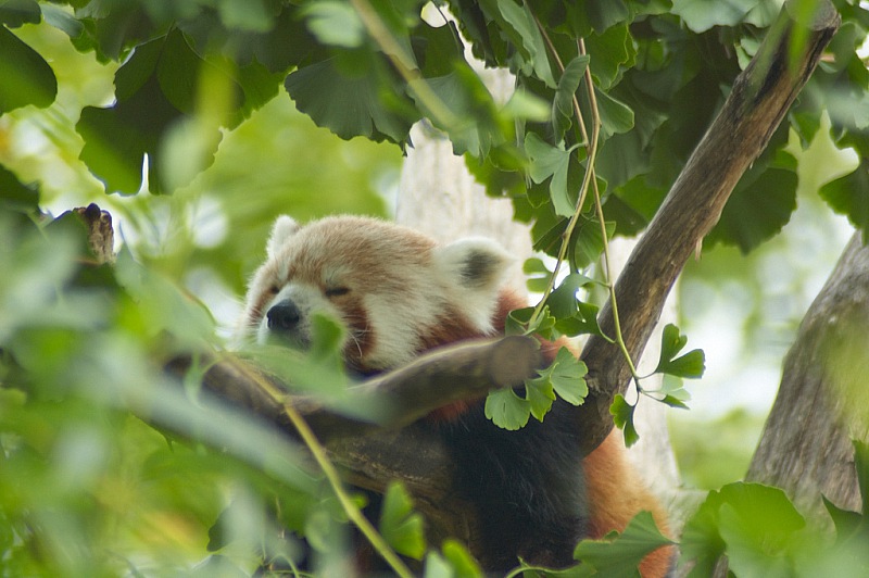 2014 08 01 Wien Tiergarten0896