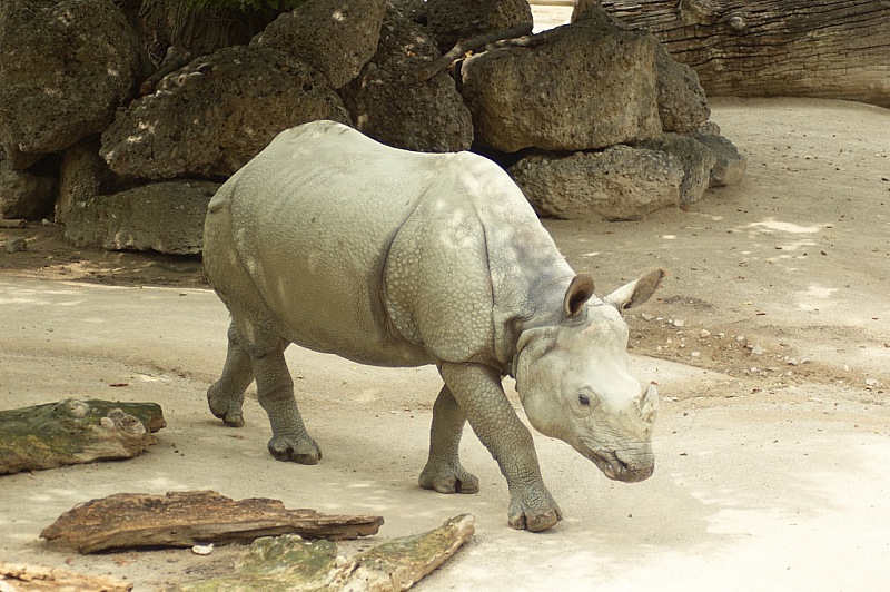 2014 08 01 Wien Tiergarten0969