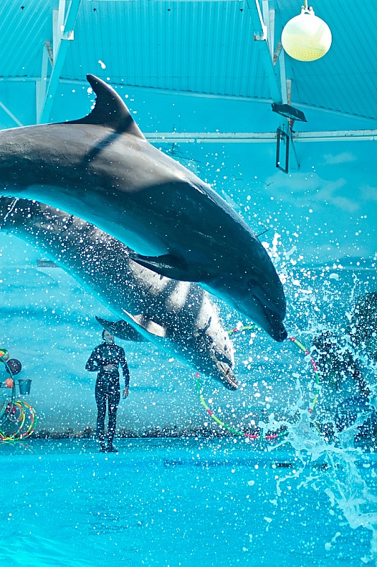 2015 08 09 Minsk ZOO 0957