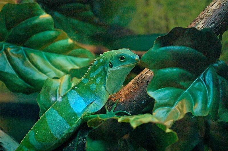 2015 08 09 Minsk ZOO 0980