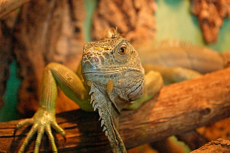 2015 08 09 Minsk ZOO 1037