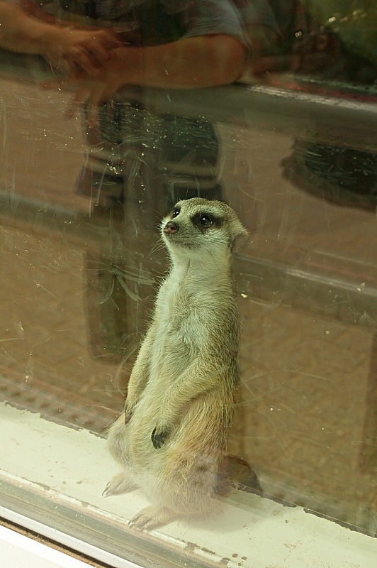 2015 08 09 Minsk ZOO 1094