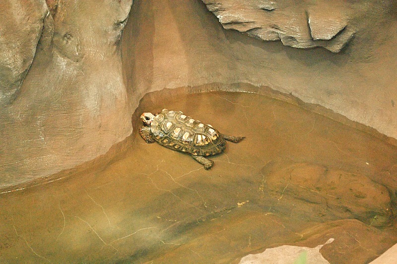2015 08 09 Minsk ZOO 1334