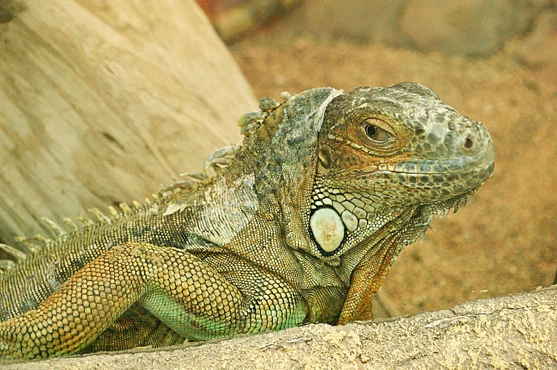 2015 08 09 Minsk ZOO 1384