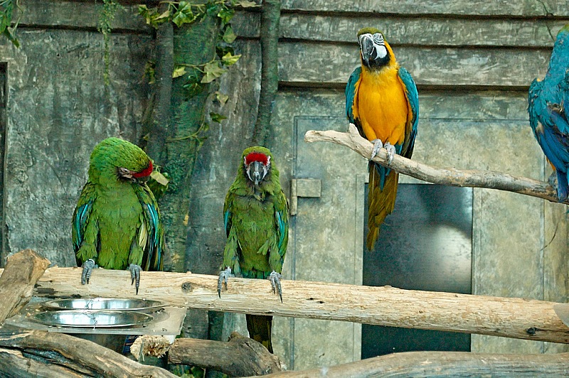 2015 08 09 Minsk ZOO 1405