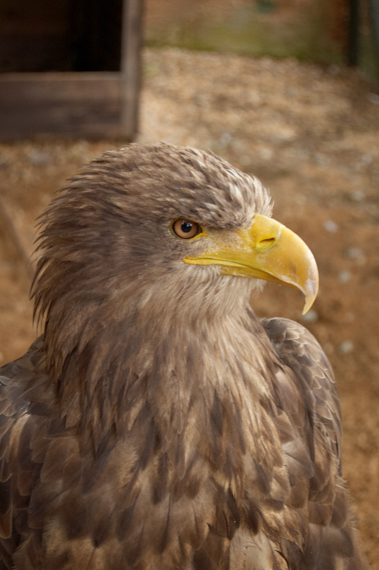 2011 07 29 Plzen ZOO 230