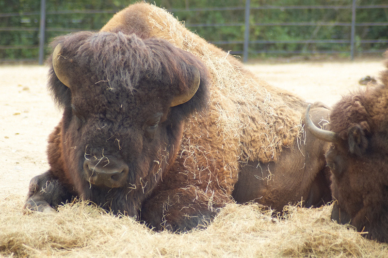 2012 08 12 Praha ZOO 0085