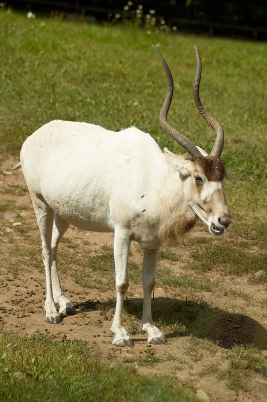 2012 08 12 Praha ZOO 0489
