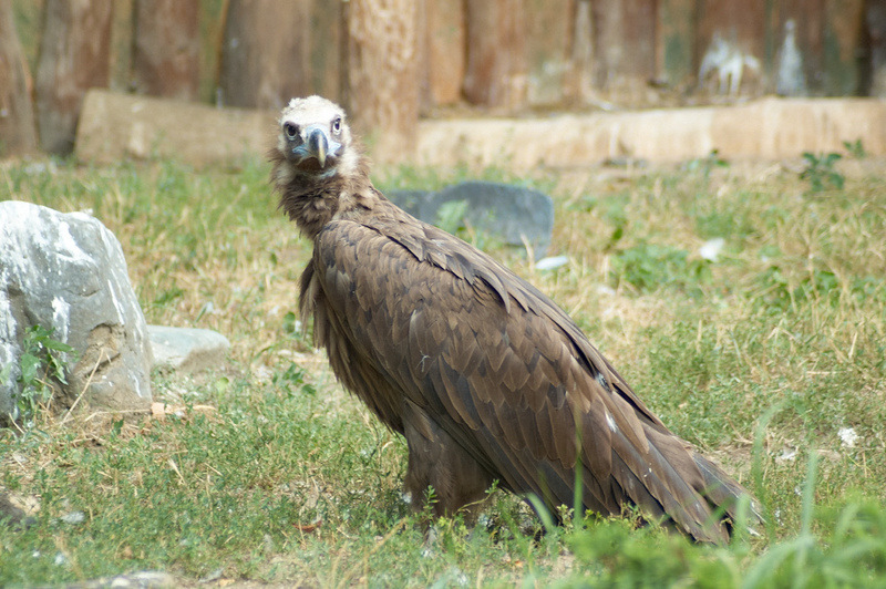 2012 08 12 Praha ZOO 0769