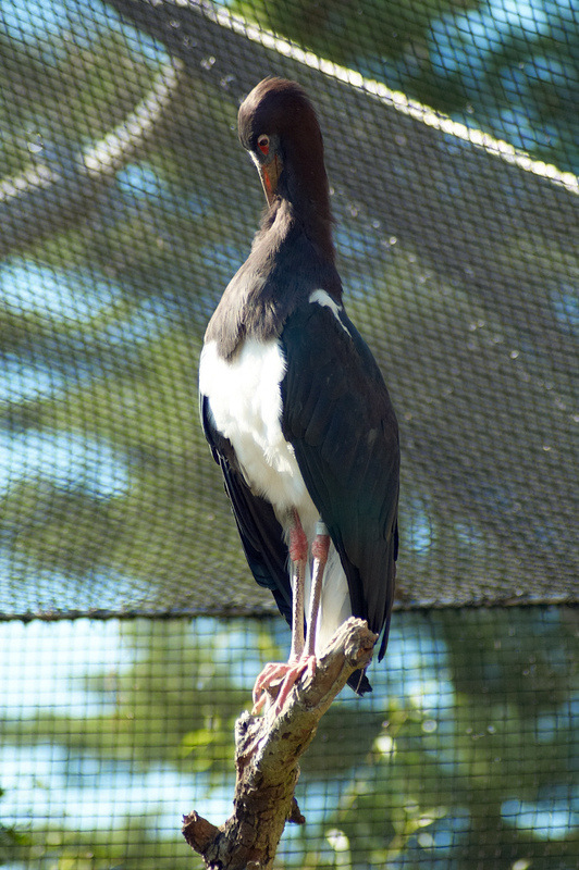 2012 08 12 Praha ZOO 0984