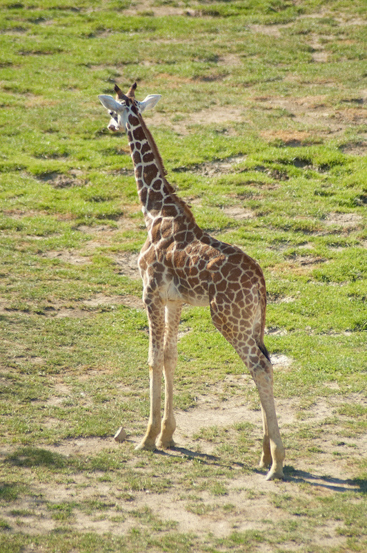 2012 08 12 Praha ZOO 1051