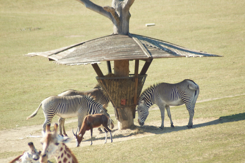 2012 08 12 Praha ZOO 1066