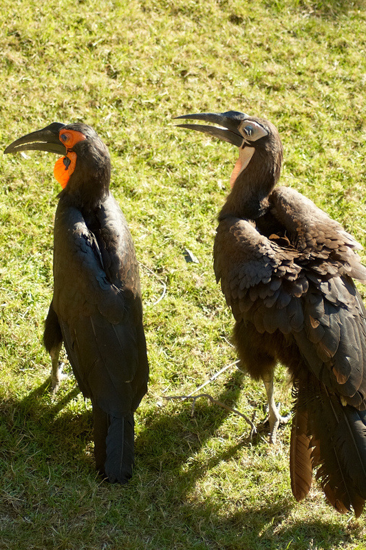 2012 08 12 Praha ZOO 1106