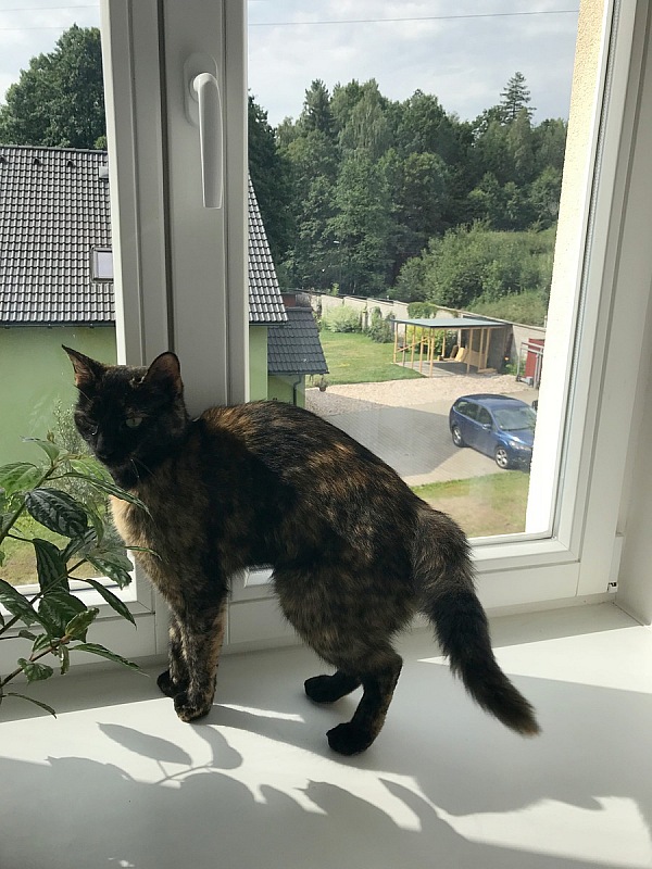 2018 07 Europa iPhone E 118 2018 07 06