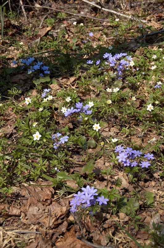 2006 04 28 Hmelita Smolensk 029