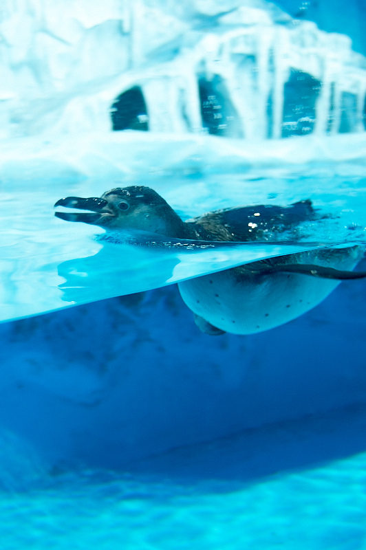 2012 03 09 Oceanarium 009