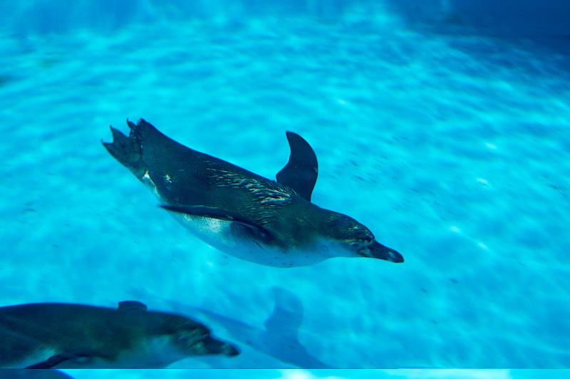 2012 03 09 Oceanarium 012