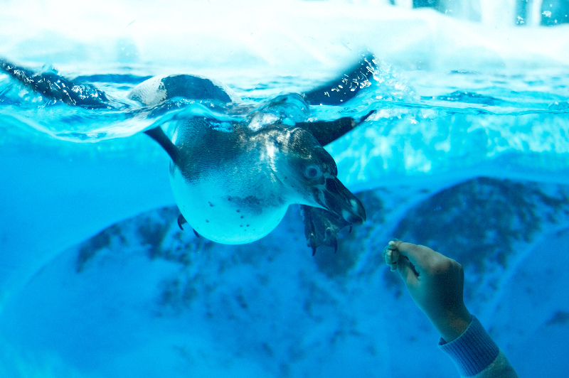 2012 03 09 Oceanarium 039