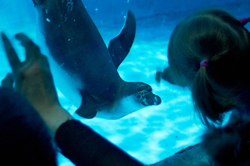 2012 03 09 Oceanarium 043