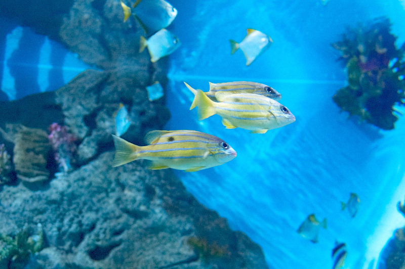 2012 03 09 Oceanarium 060