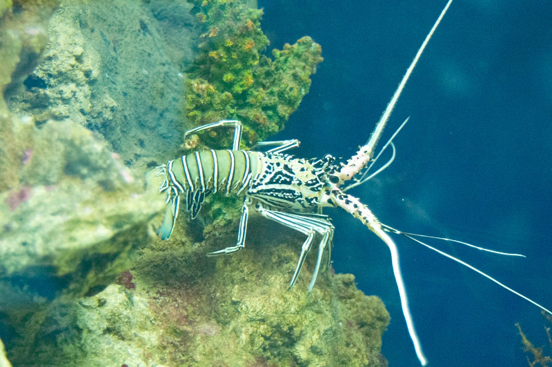 2012 03 09 Oceanarium 080