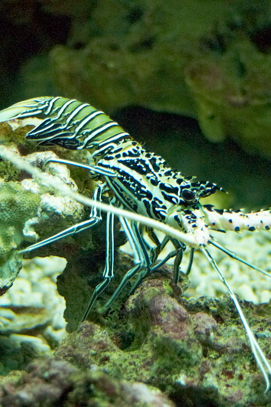 2012 03 09 Oceanarium 085