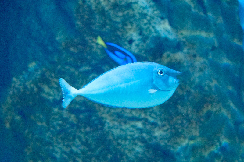 2012 03 09 Oceanarium 096
