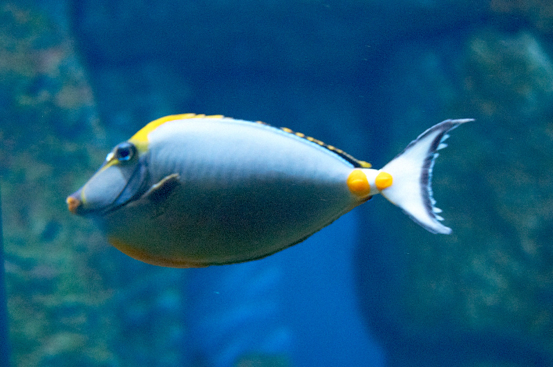 2012 03 09 Oceanarium 097