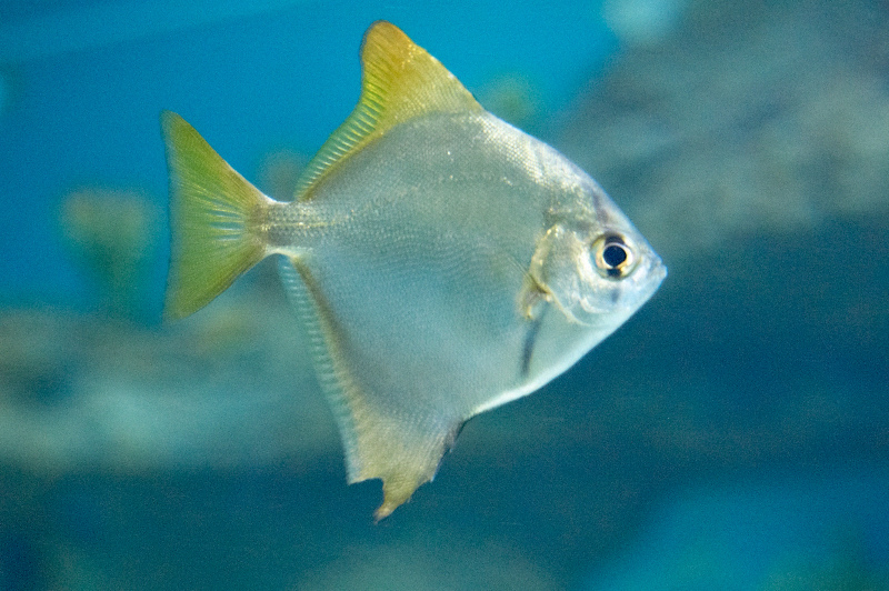 2012 03 09 Oceanarium 109