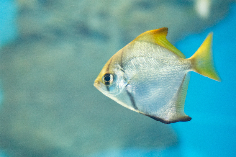 2012 03 09 Oceanarium 110