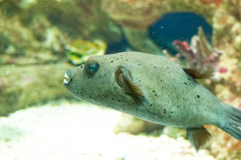 2012 03 09 Oceanarium 131