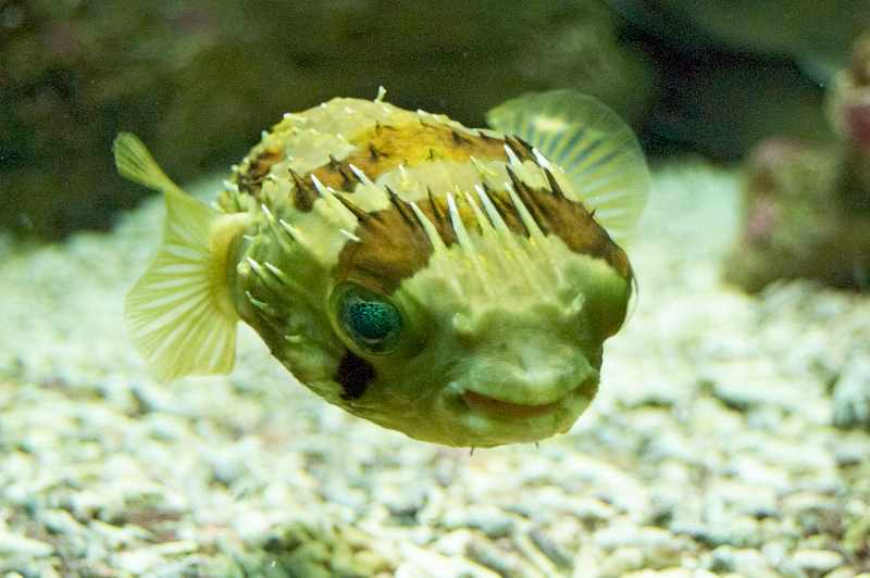 2012 03 09 Oceanarium 135