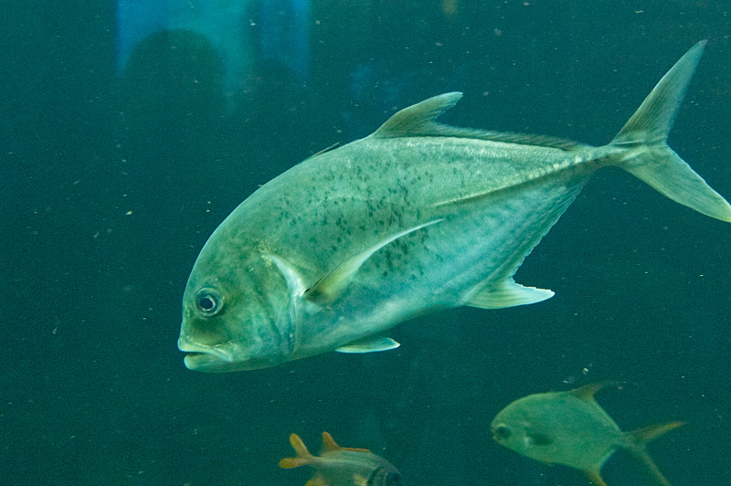 2012 03 09 Oceanarium 189