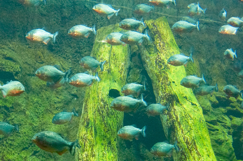 2012 03 09 Oceanarium 219