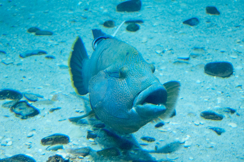 2012 03 09 Oceanarium 231