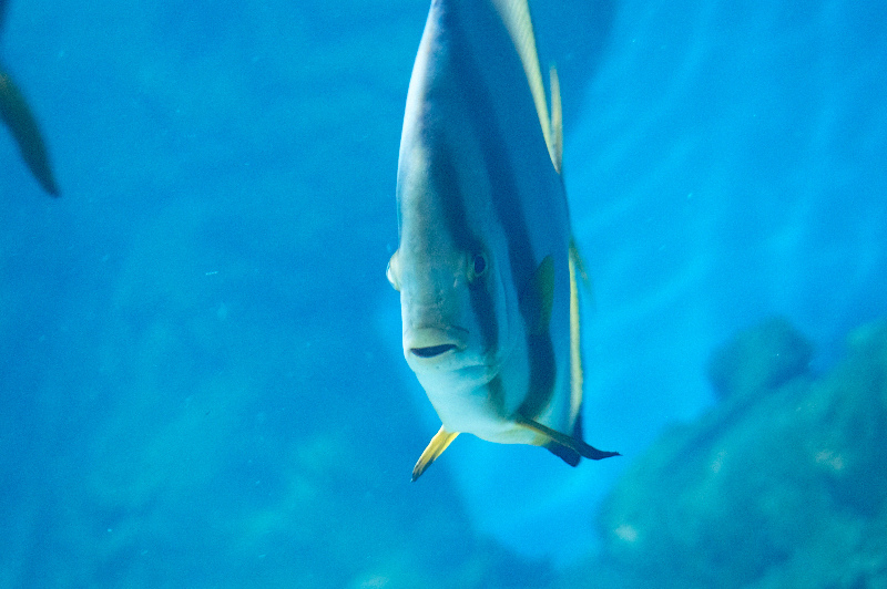 2012 03 09 Oceanarium 237