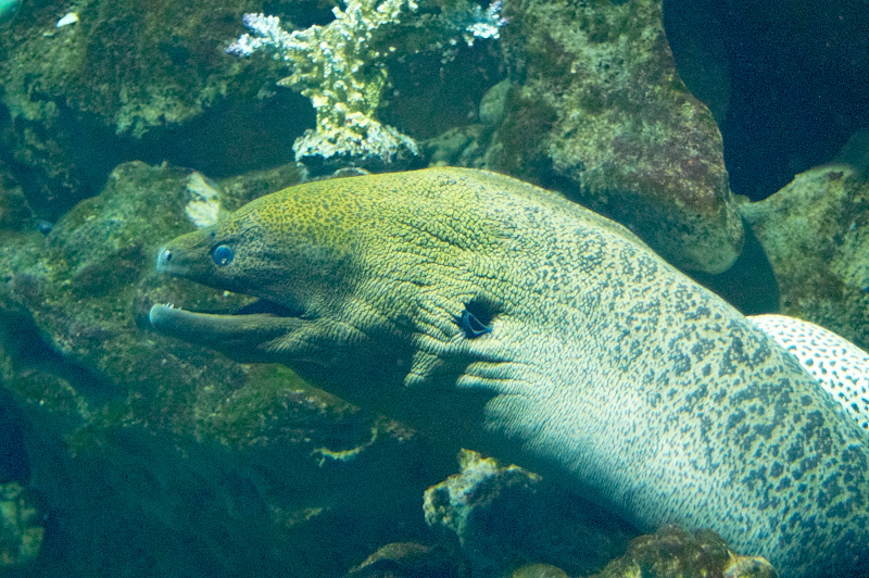 2012 03 09 Oceanarium 239