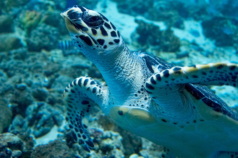 2012 03 09 Oceanarium 270