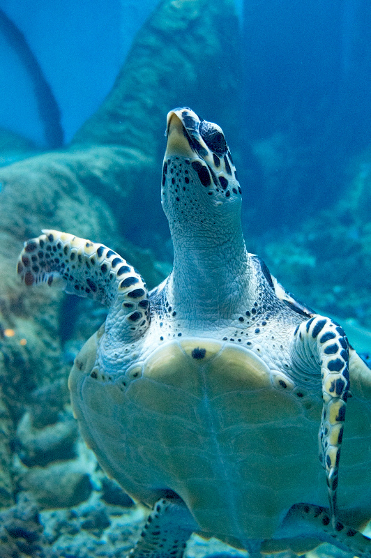 2012 03 09 Oceanarium 273