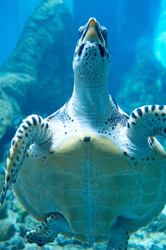 2012 03 09 Oceanarium 274
