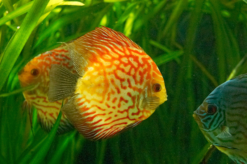 2012 03 09 Oceanarium 287
