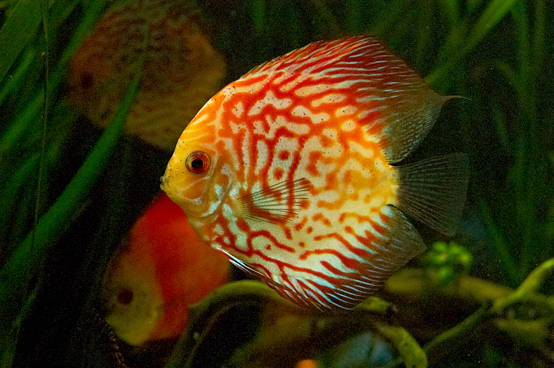 2012 03 09 Oceanarium 301