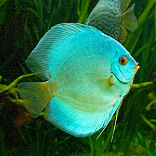 2012 03 09 Oceanarium 305cov