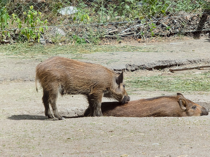 2017 07 07 KolmordenZOO 092e
